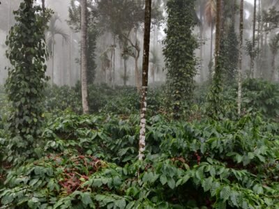 Coffee Estate Retreat : 2 Bedroom House